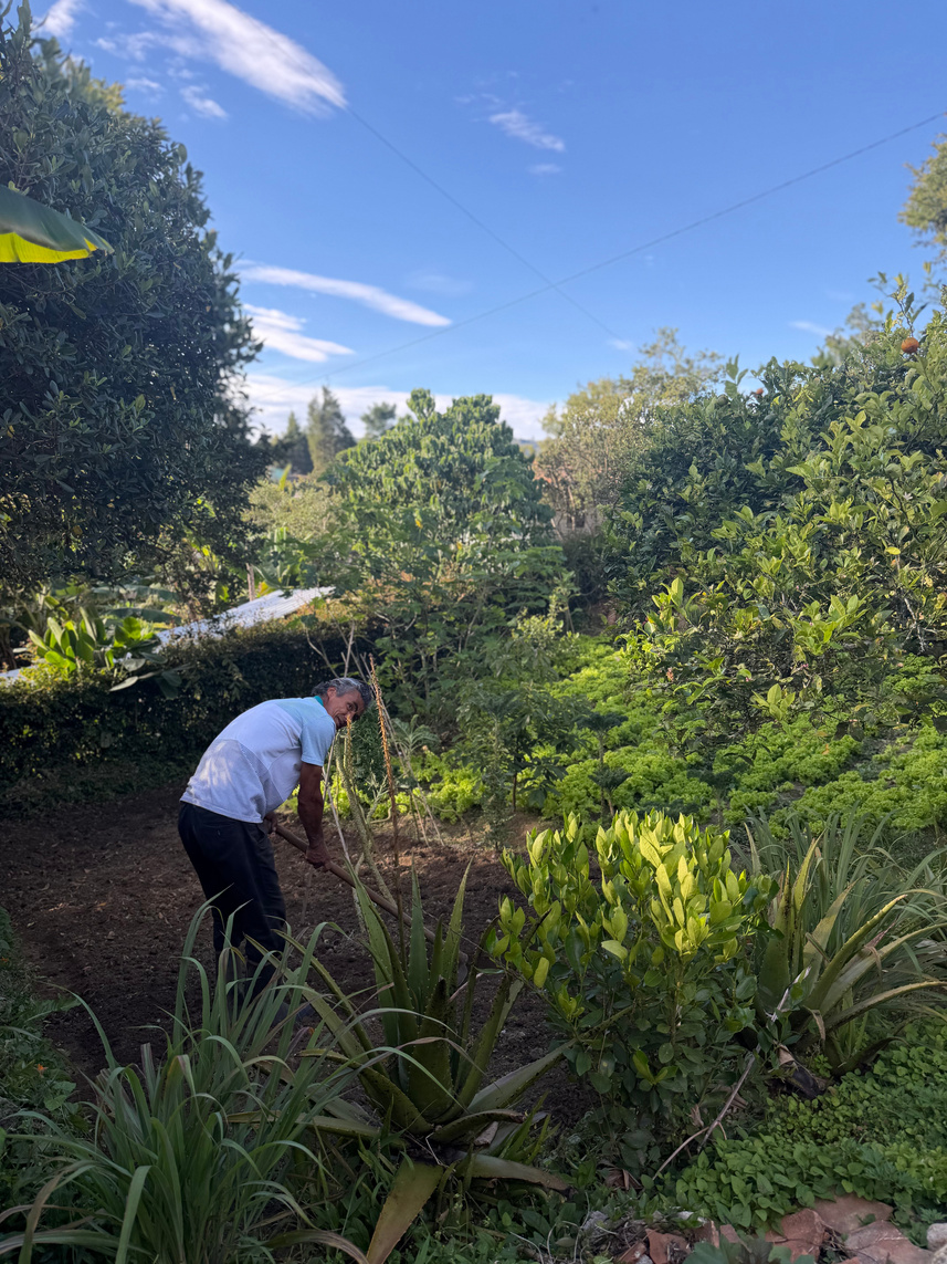 The gardens